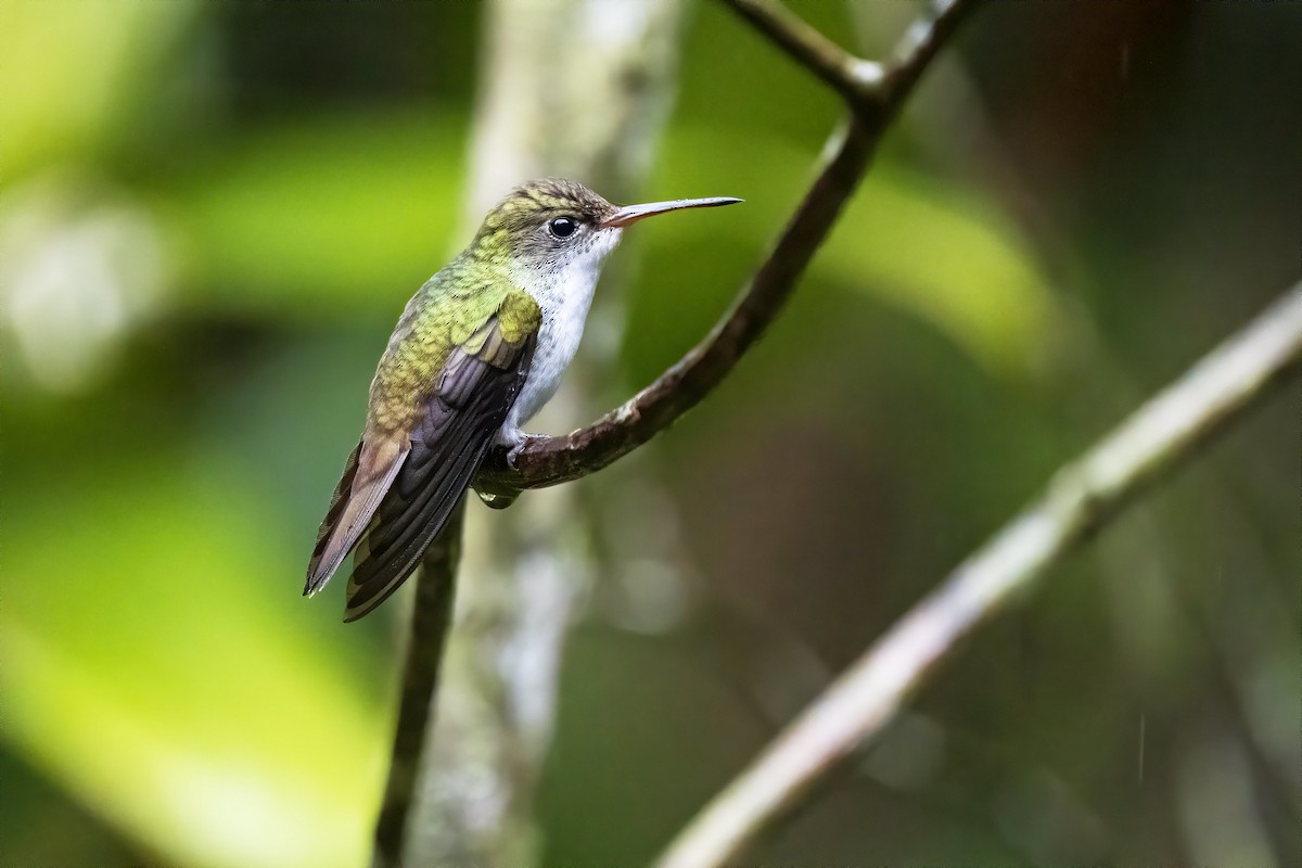 White-bellied Emerald - ML315459421