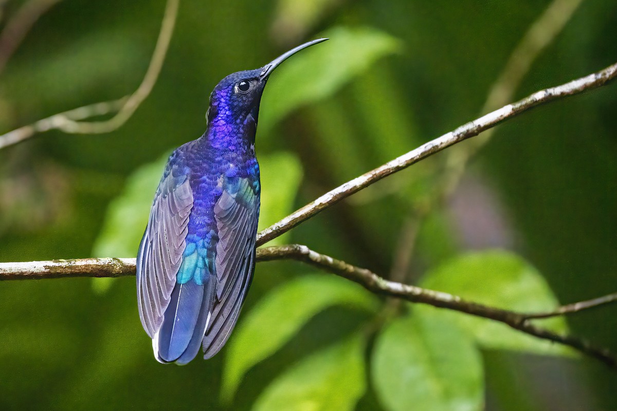 Colibrí Morado - ML315459481