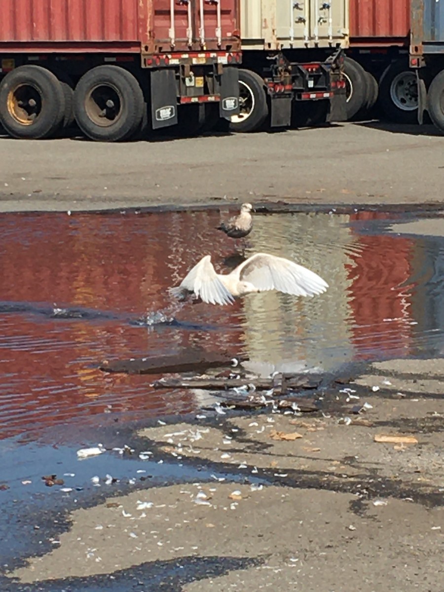 Glaucous Gull - ML315459731