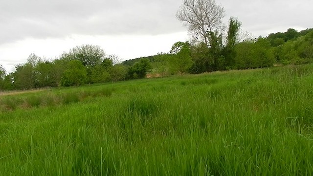 Râle noir - ML315460281