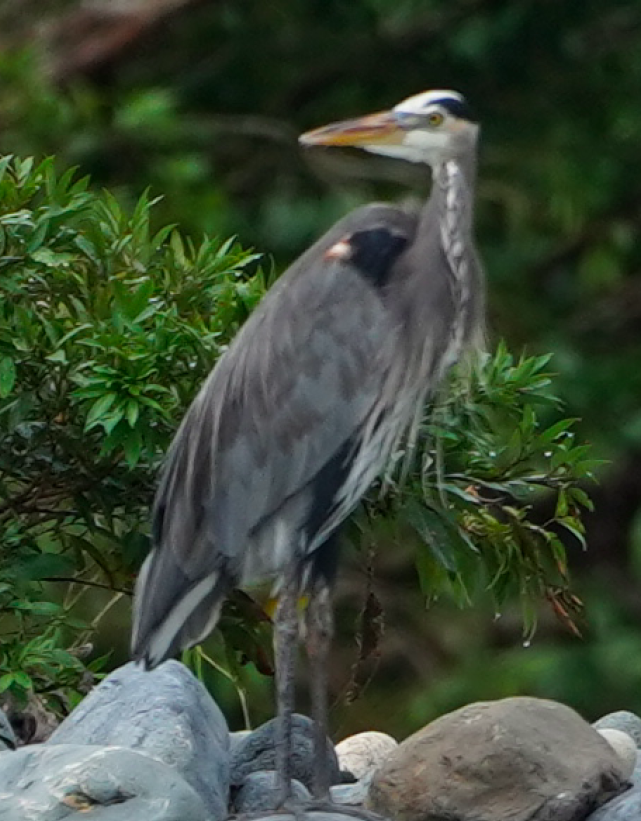 Great Blue Heron - ML315460291