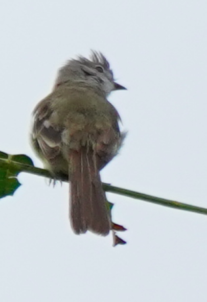 Yellow-bellied Elaenia - Julie Watson