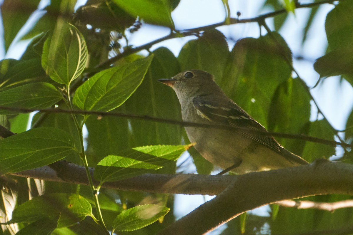 White-crested Elaenia (Chilean) - ML315462701