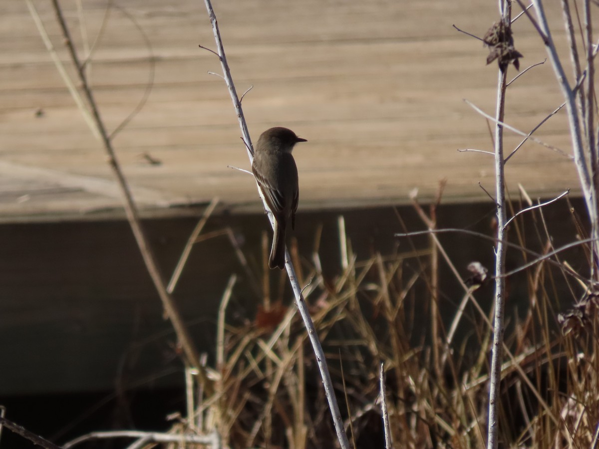 Eastern Phoebe - ML315463141