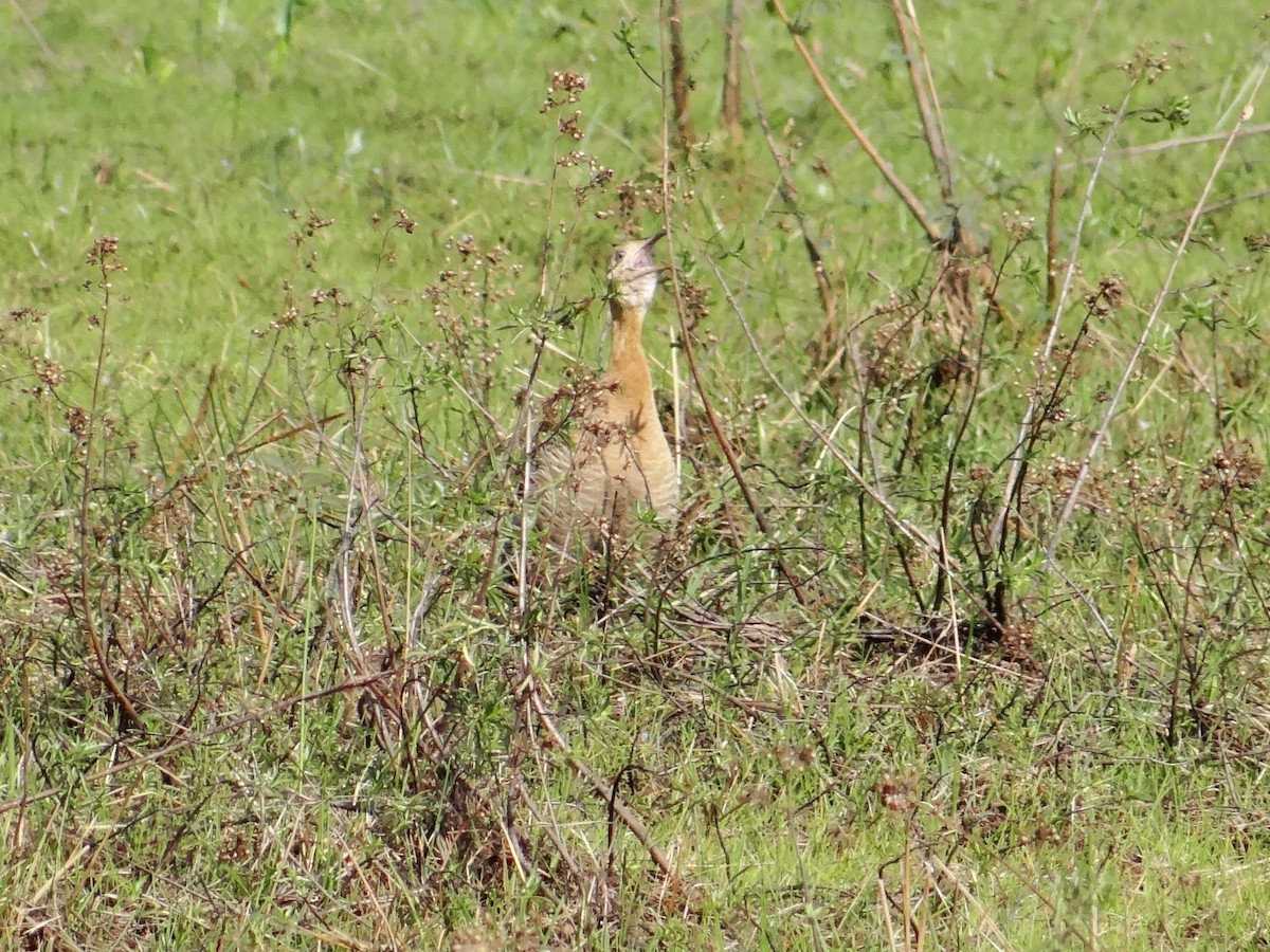 アカバネシギダチョウ - ML315463551