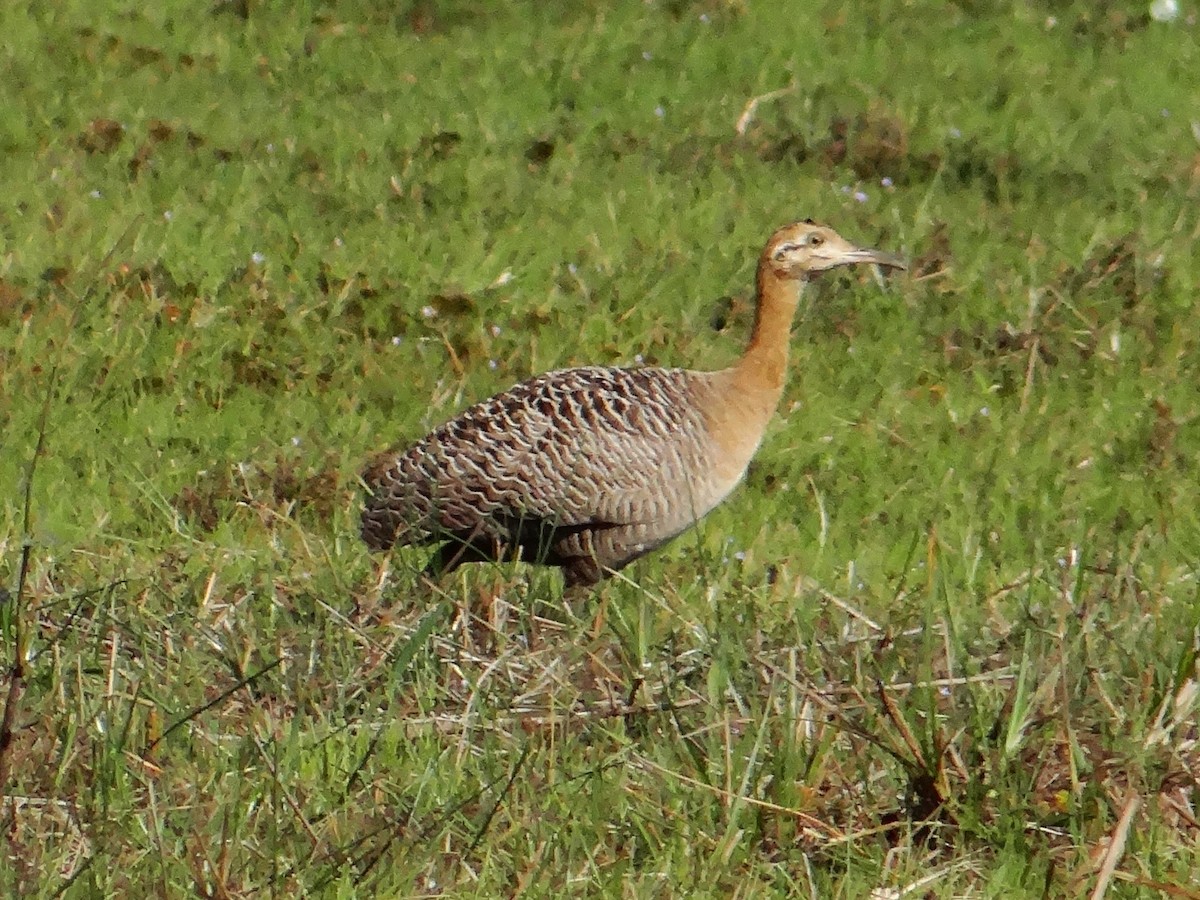 Red-winged Tinamou - ML315463621