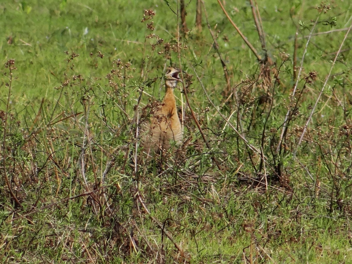 アカバネシギダチョウ - ML315463681