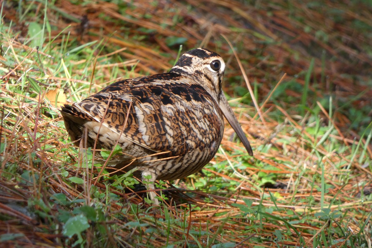 Eurasian Woodcock - ML315464031