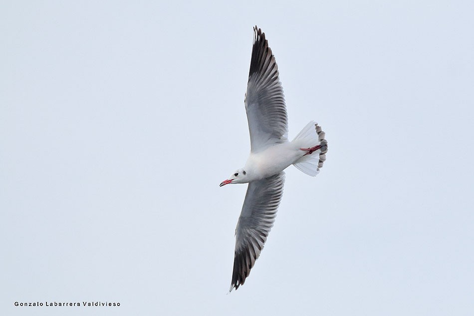 Brown-hooded Gull - ML31546421