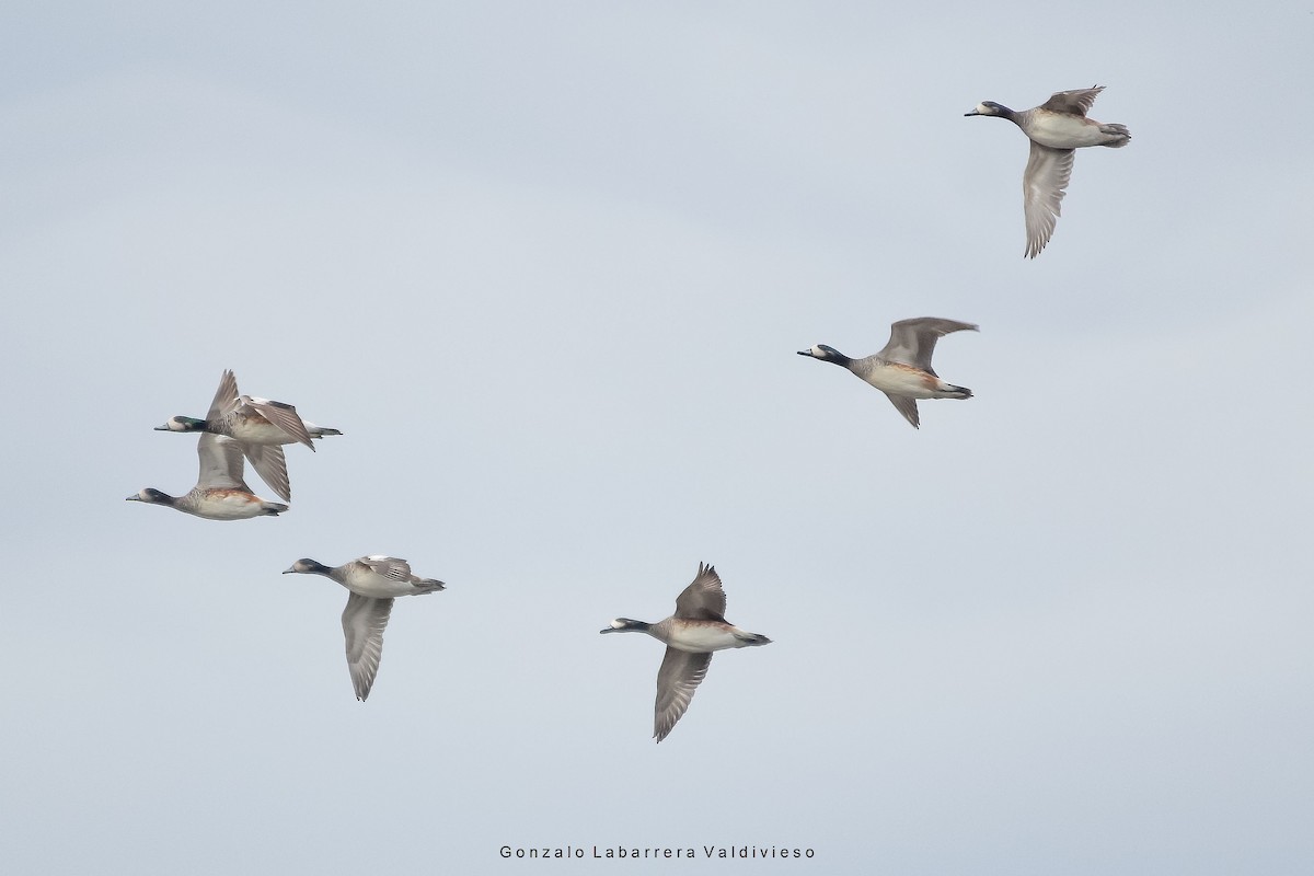 Chiloe Wigeon - ML31546461