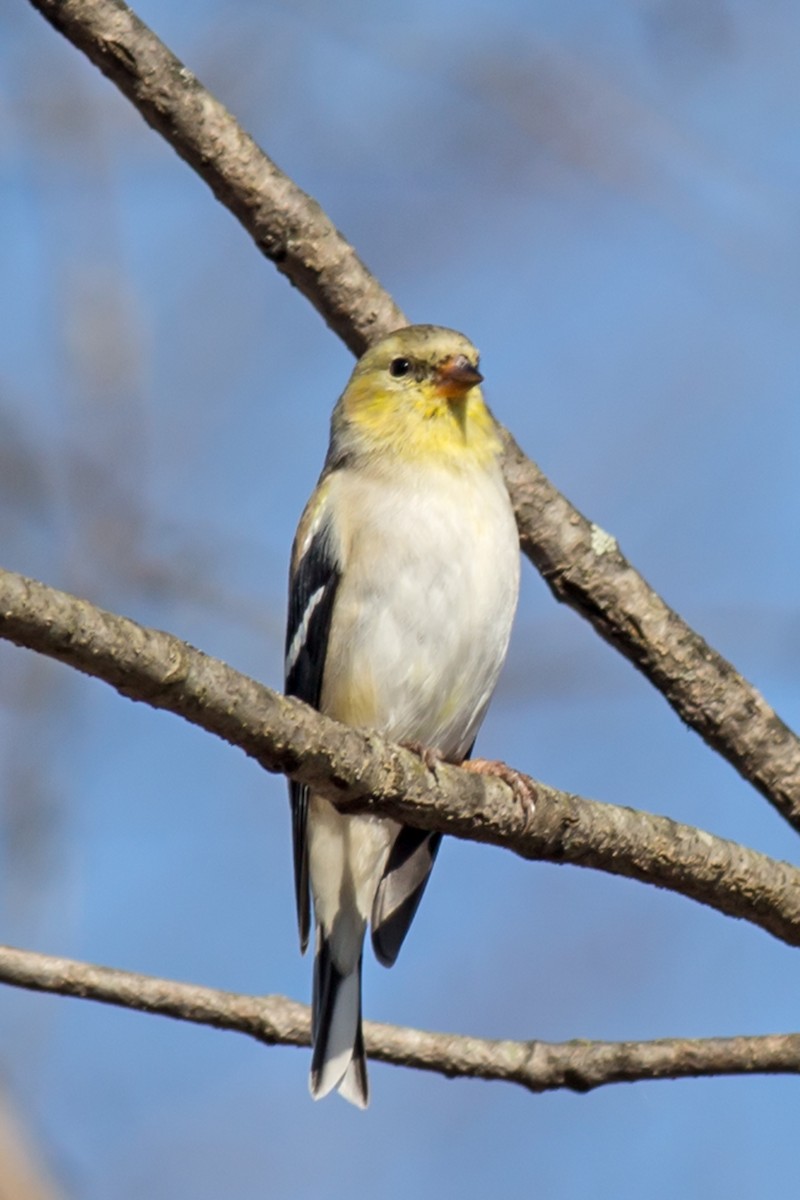 American Goldfinch - ML315464971