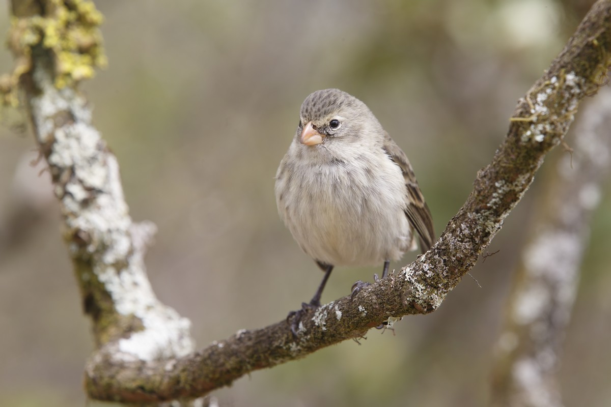 Small Tree-Finch - Marco Valentini