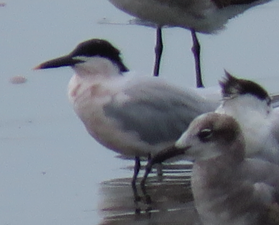 Sandwich Tern - Julie Watson