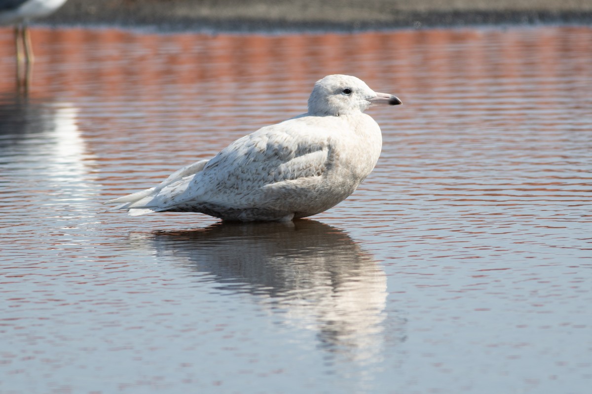 Glaucous Gull - ML315465751