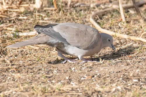 Eurasian Collared-Dove - ML315465901