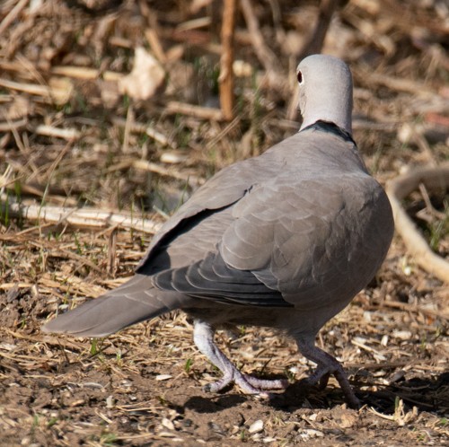 Eurasian Collared-Dove - ML315465911