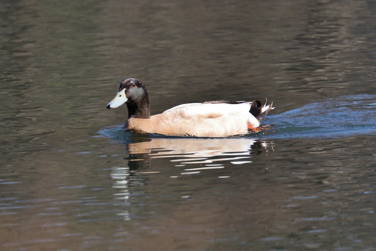 Canard colvert - ML315467281