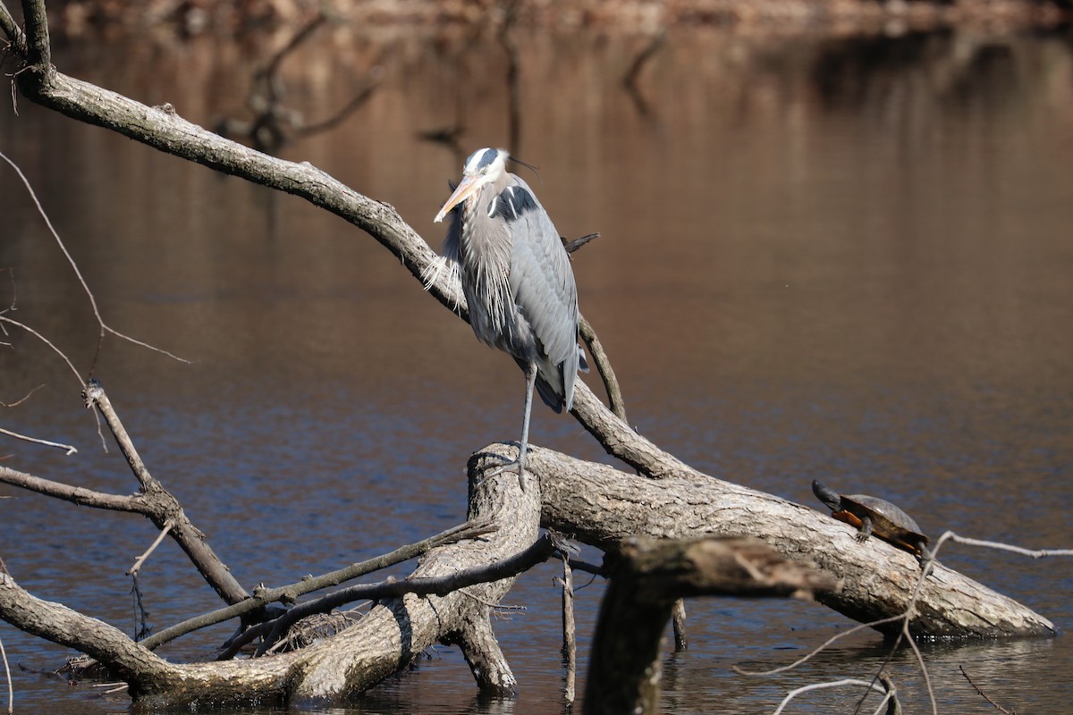 Great Blue Heron - ML315467581