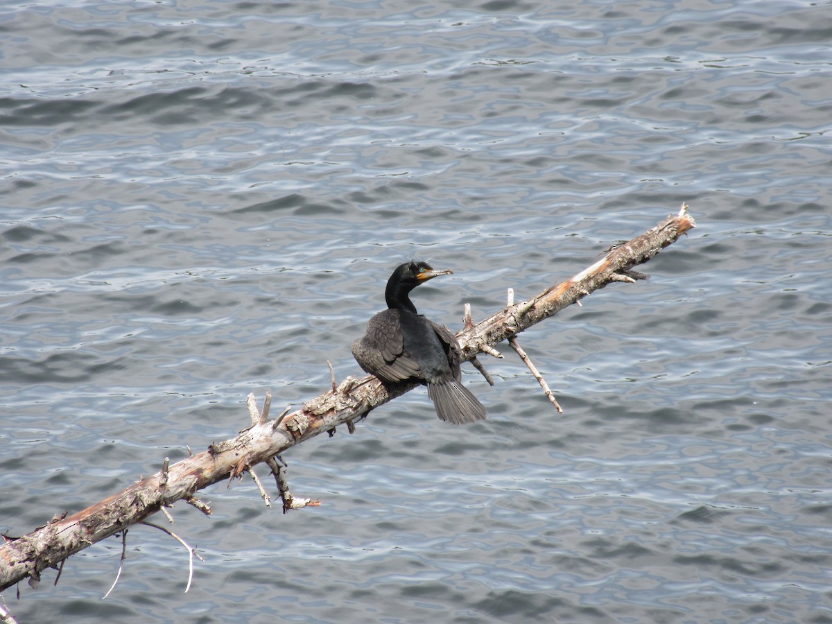 Double-crested Cormorant - Ocean Kveder