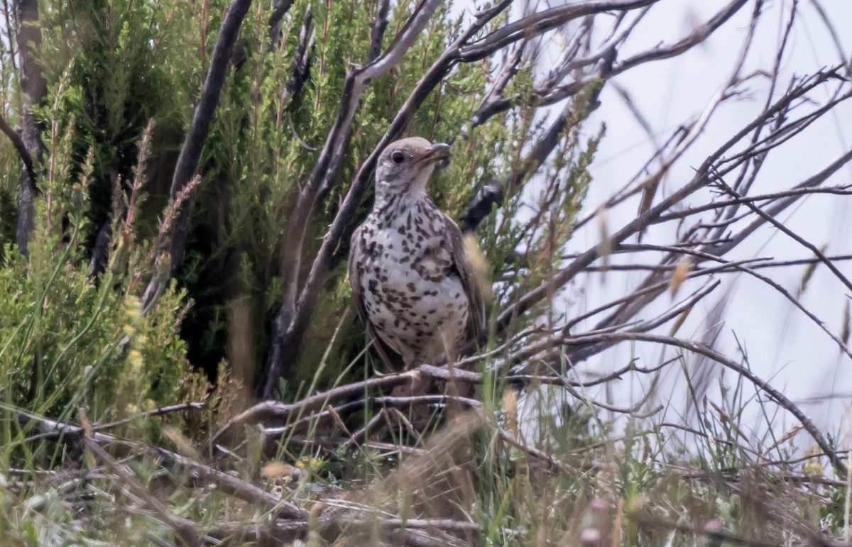 Mistle Thrush - ML315471521