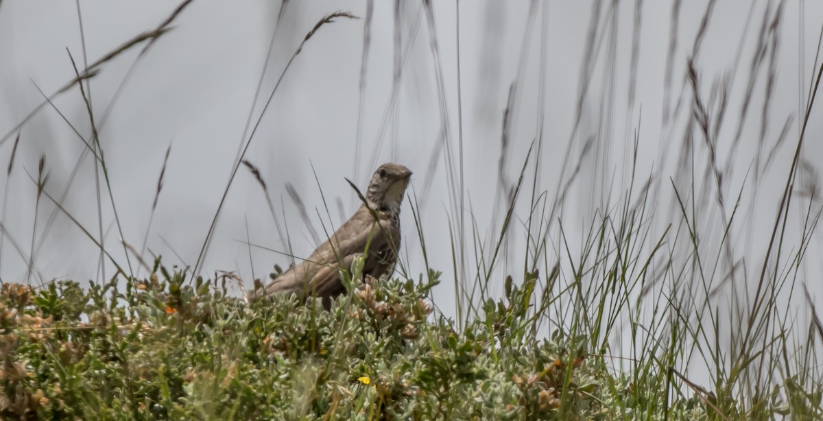 Mistle Thrush - ML315471551