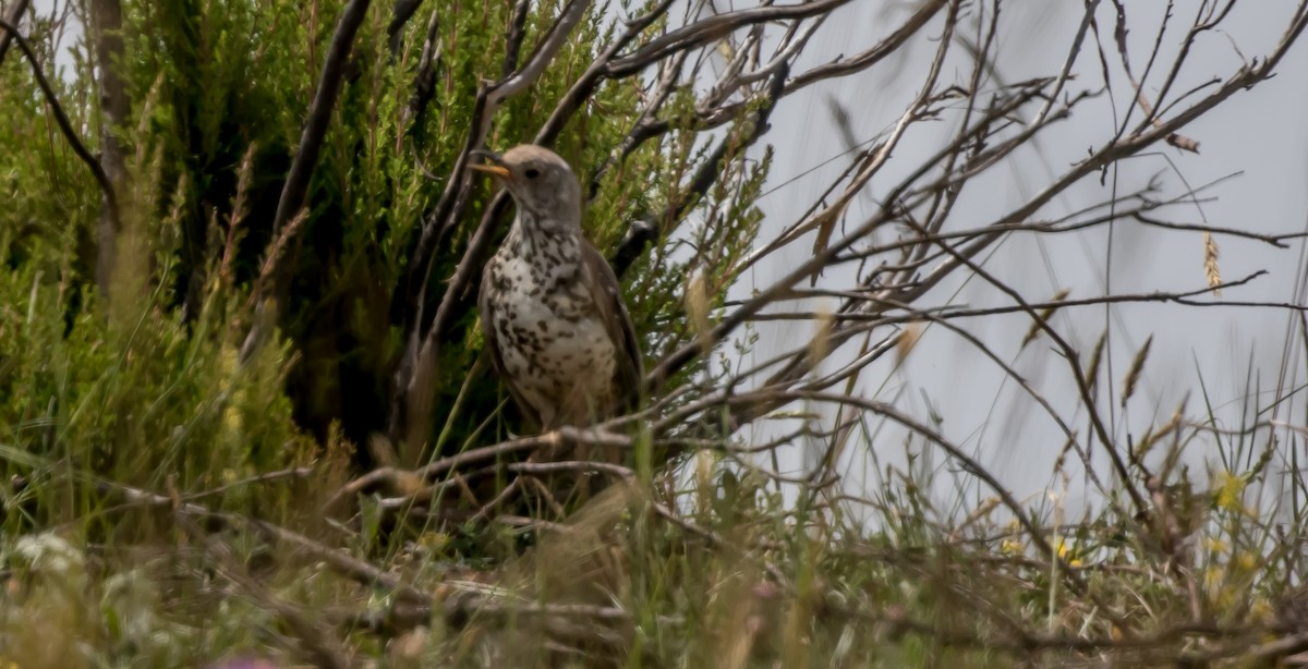 Mistle Thrush - ML315471561