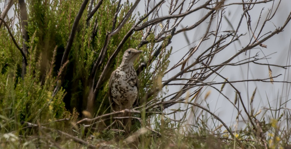 Mistle Thrush - ML315471571