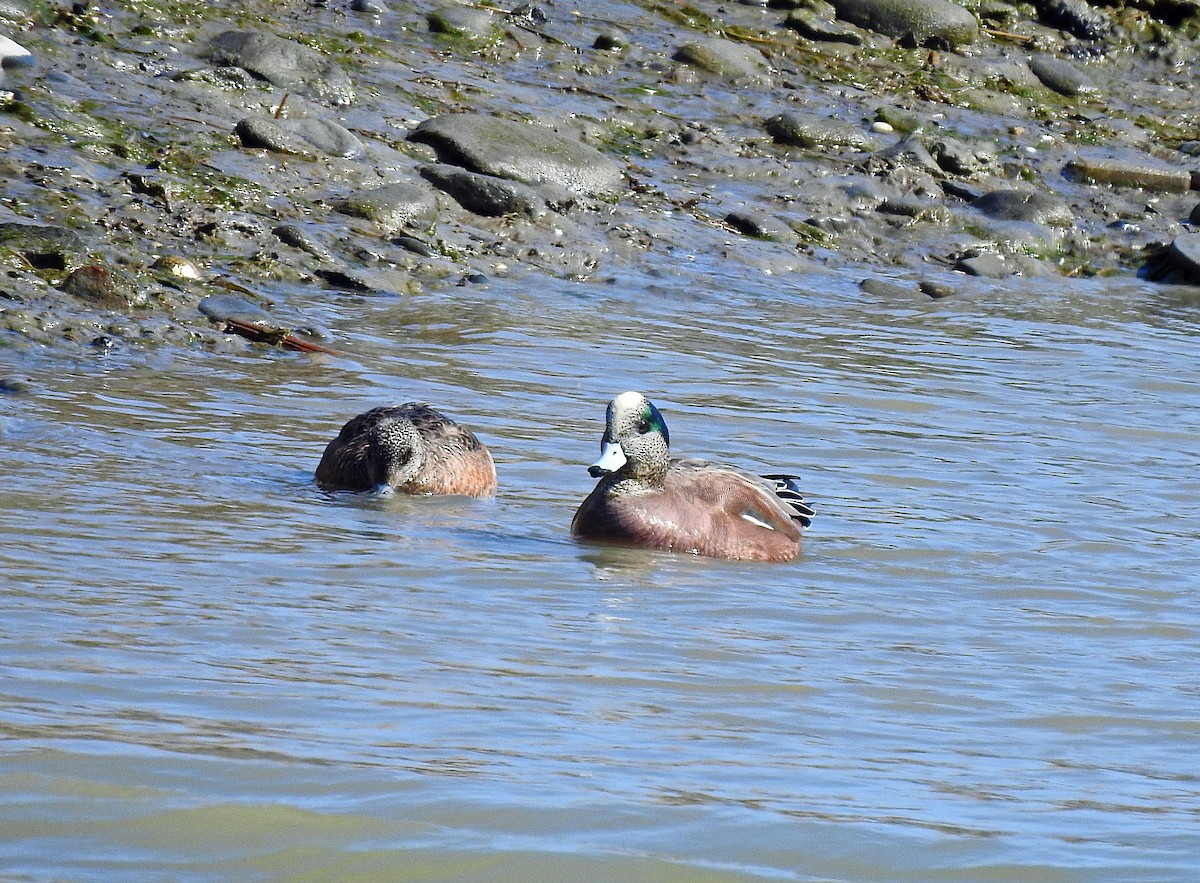 American Wigeon - Jim Franklin