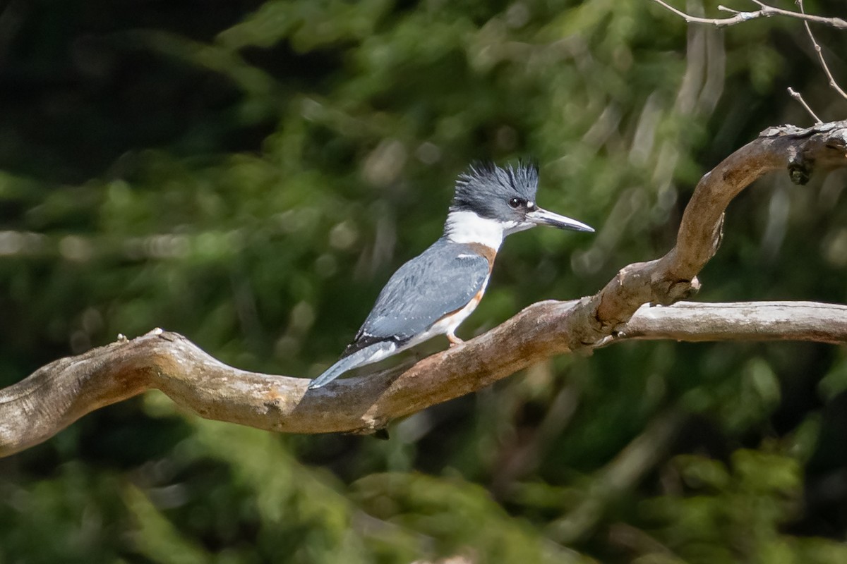 Belted Kingfisher - ML315472311