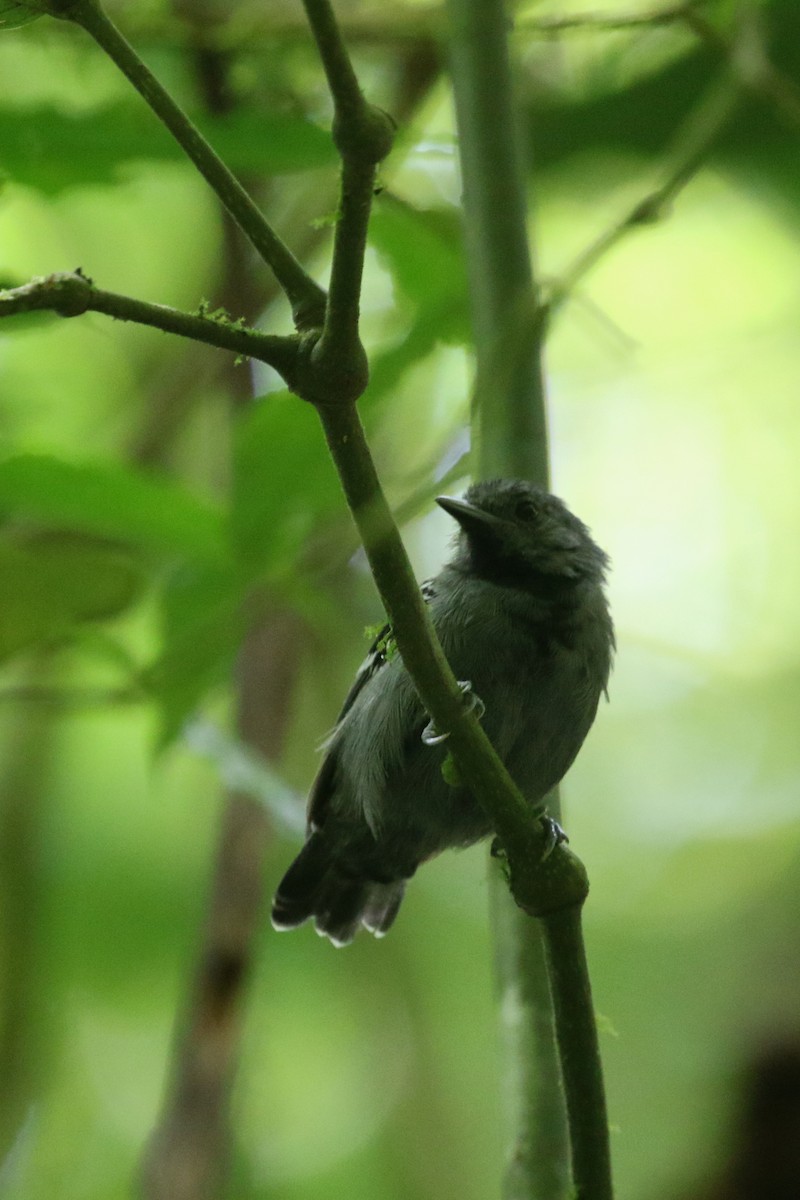 Salvadori's Antwren - Daniel Branch