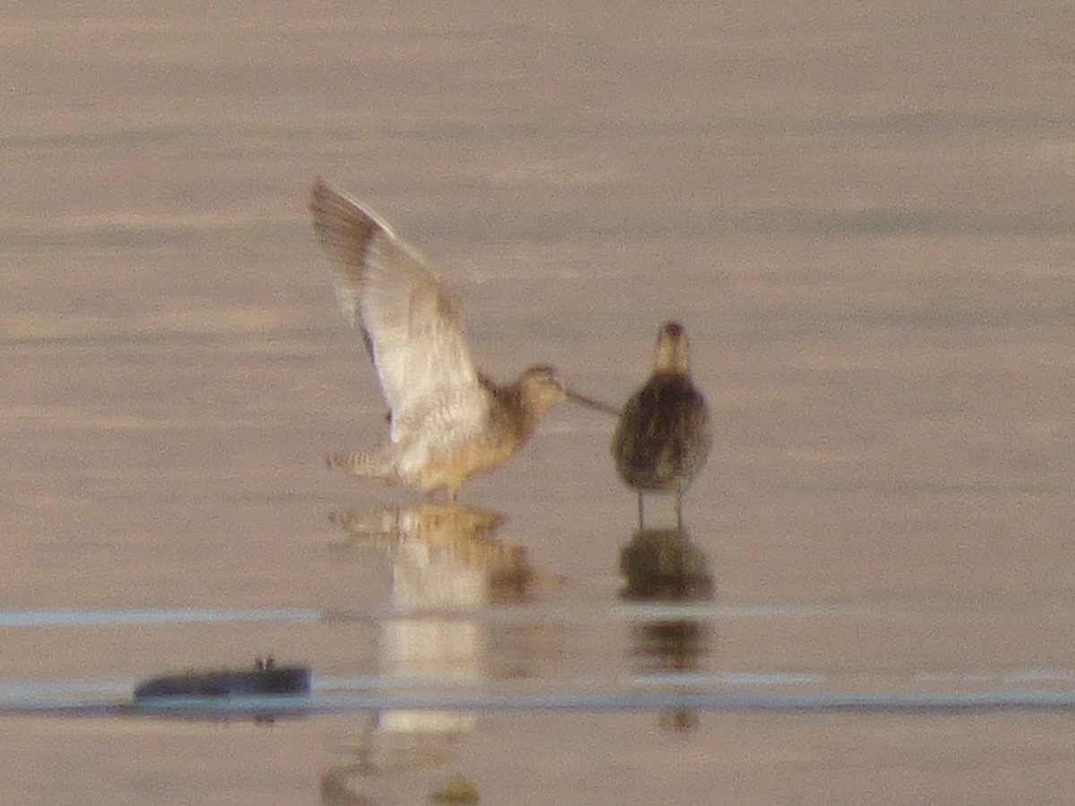 Short-billed Dowitcher - ML31547271