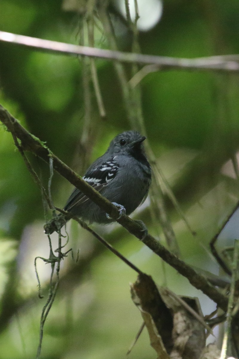 Salvadori's Antwren - Daniel Branch