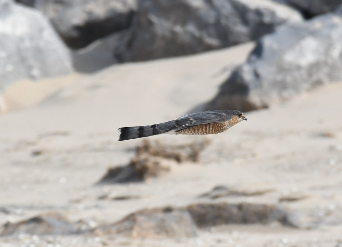 Sharp-shinned Hawk - Kim Hartquist