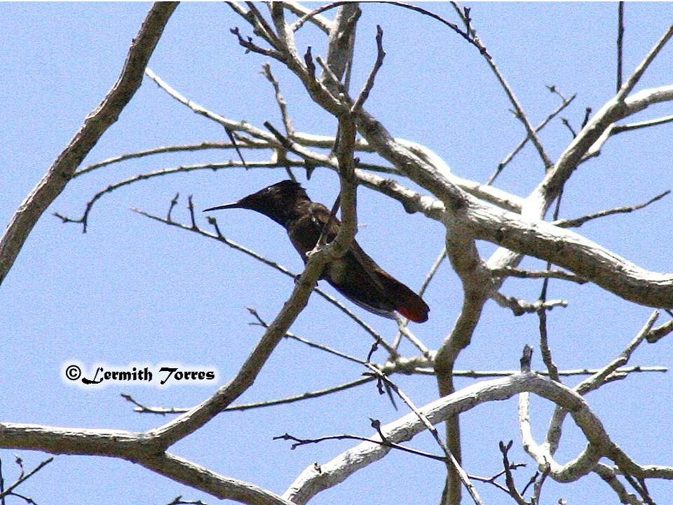kolibřík červenohlavý - ML31547431