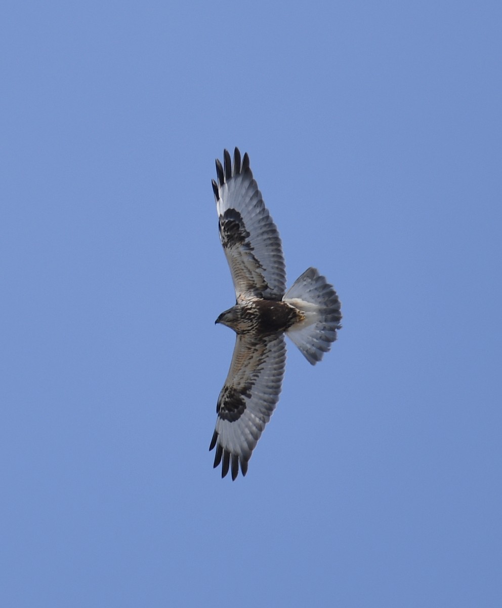 Rough-legged Hawk - ML315474431