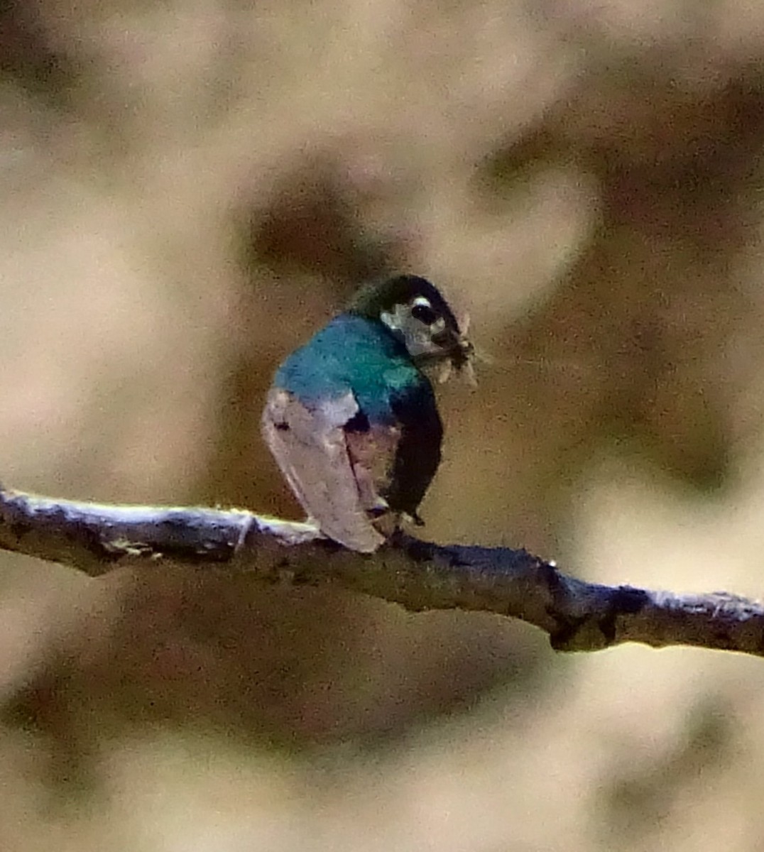 Violet-green Swallow - ML31547511