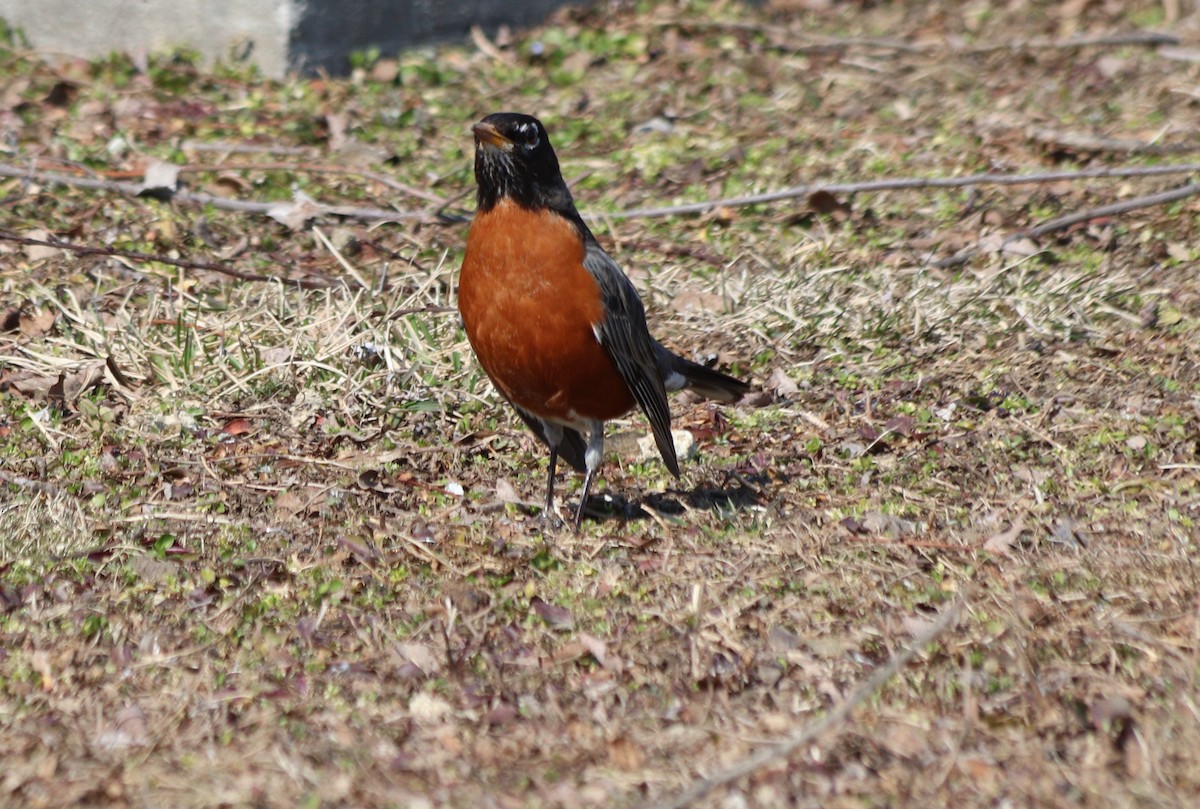 American Robin - ML315475501