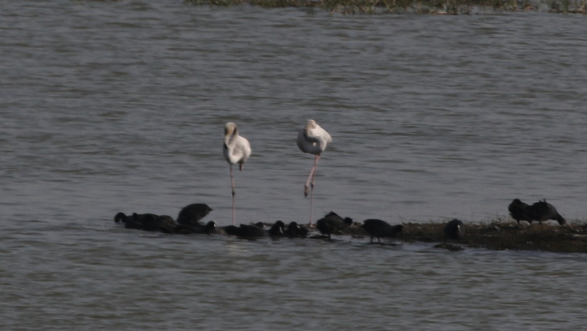 Greater Flamingo - ML315477421