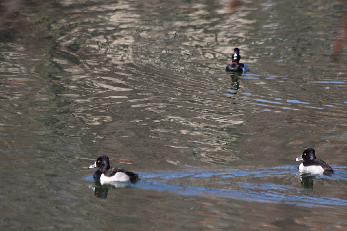 Ring-necked Duck - ML315479621