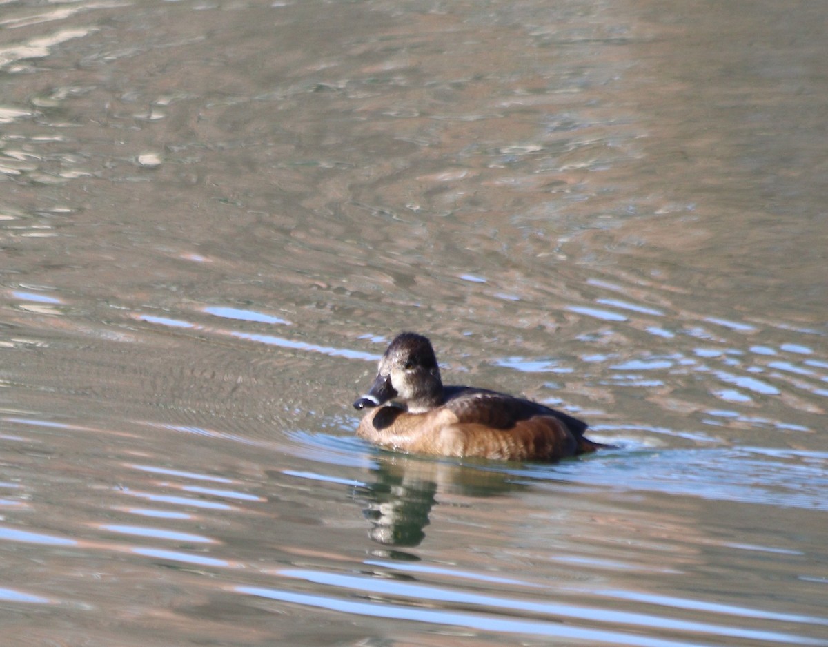 Ring-necked Duck - ML315479761