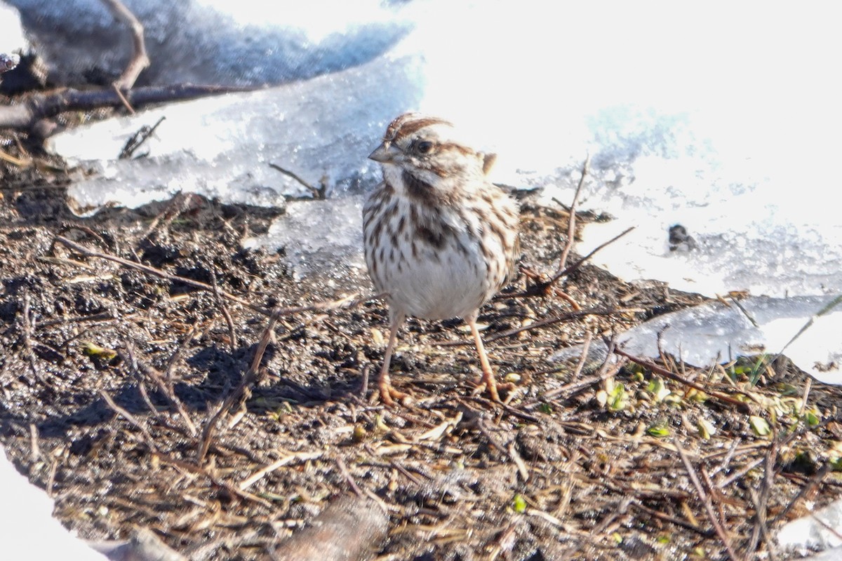 Song Sparrow - Cathy Wennerth