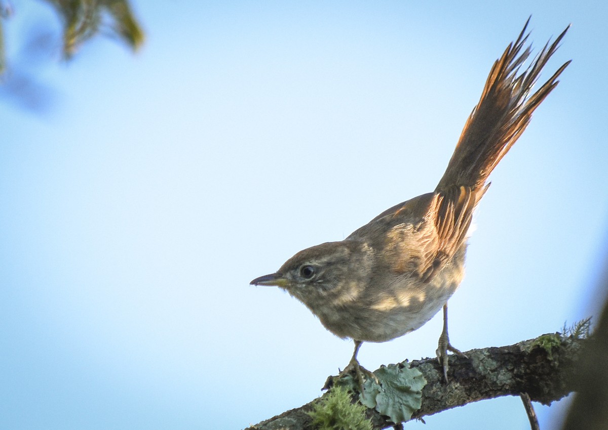 Little Thornbird - ML315487441