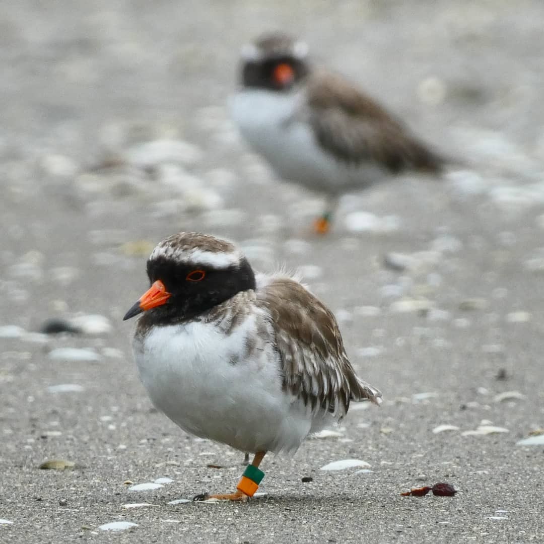 Shore Plover - ML315488481