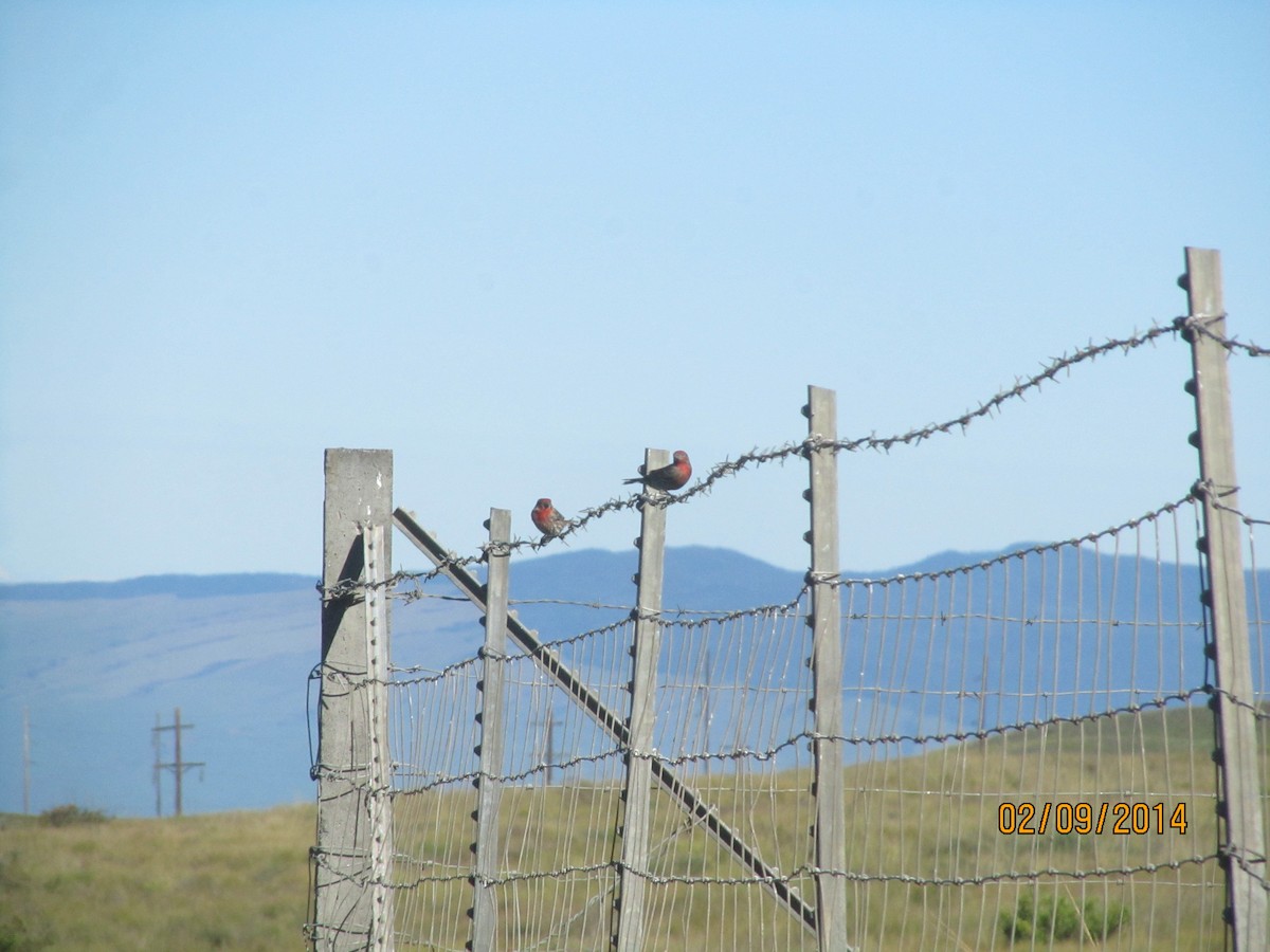 House Finch - Scott Dirks