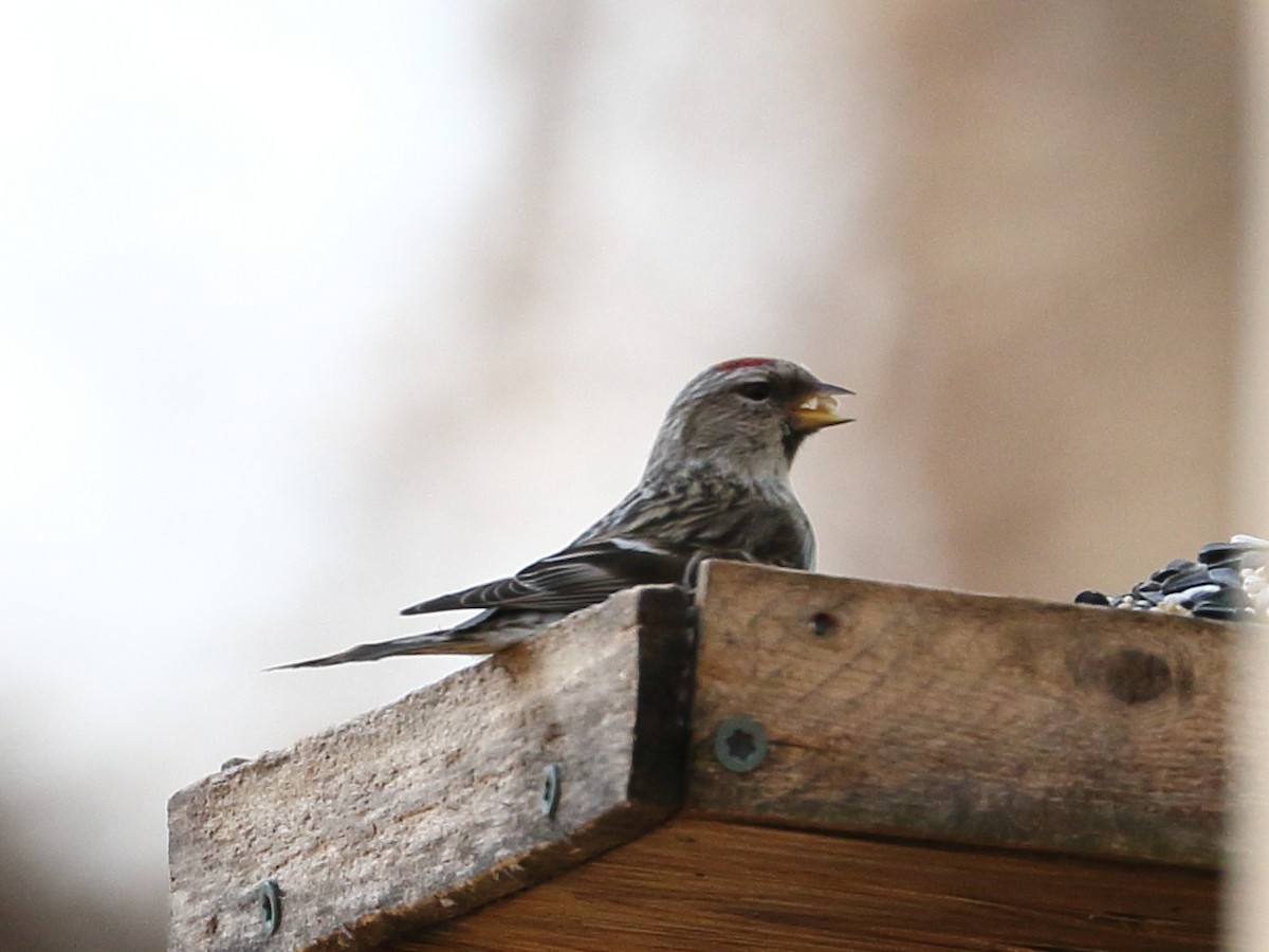 Common Redpoll - ML315488731