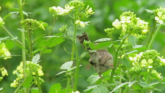 Prinia gracile - ML315488781