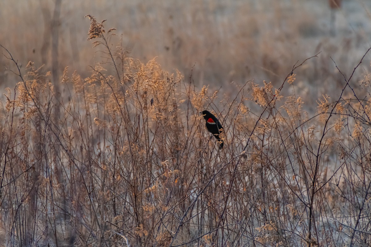 Red-winged Blackbird - ML315488901