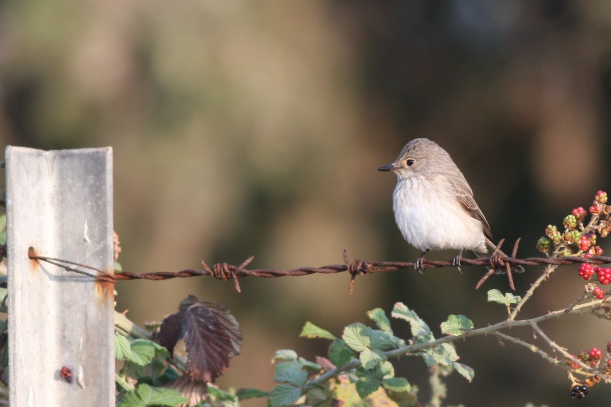 Spotted Flycatcher - ML315489191