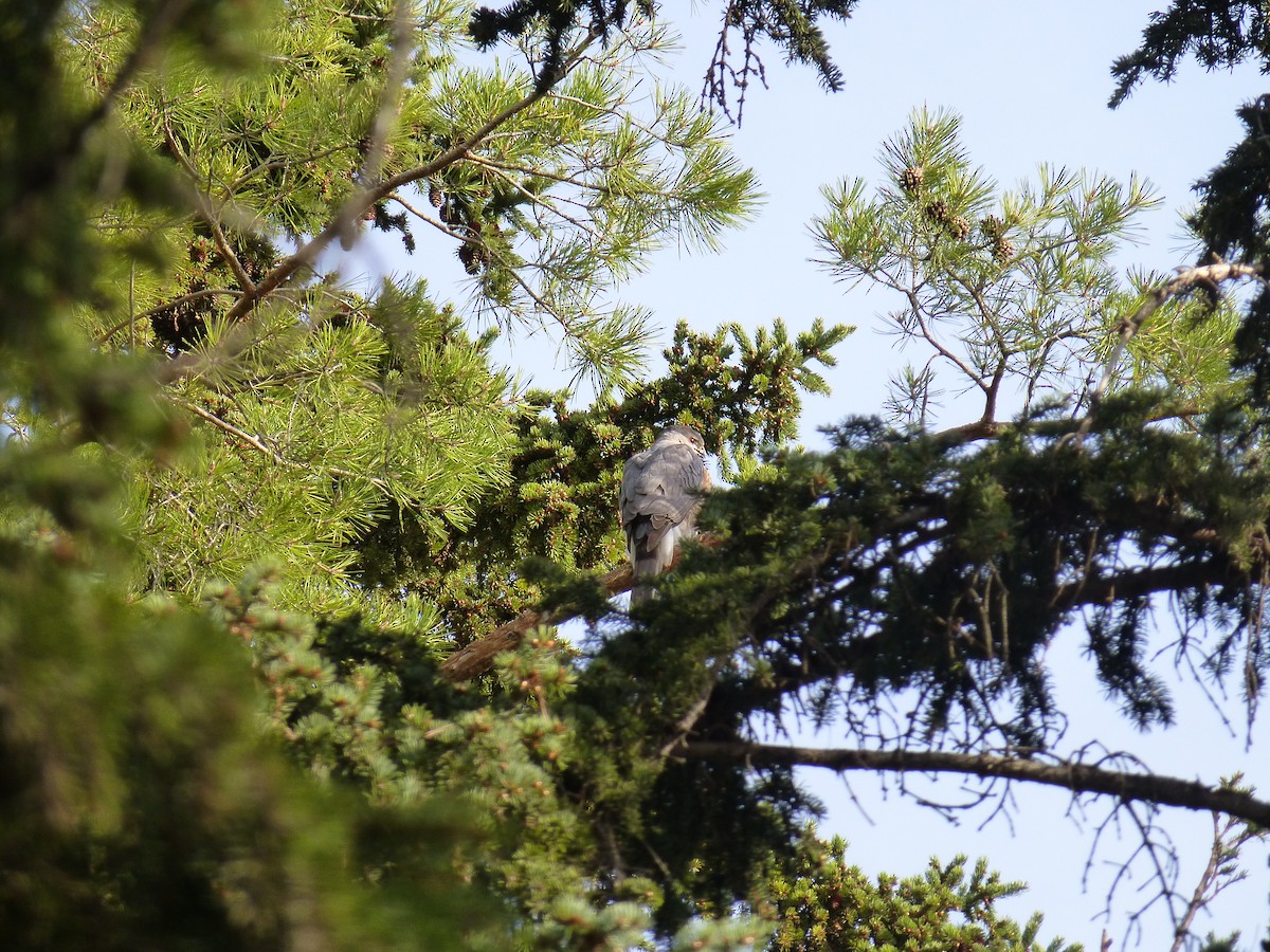 Cooper's Hawk - Ocean Kveder