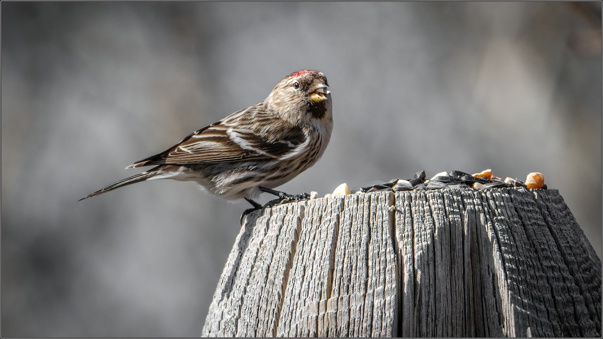 Redpoll (Common) - ML315491121